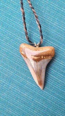 Fossil mako shark tooth