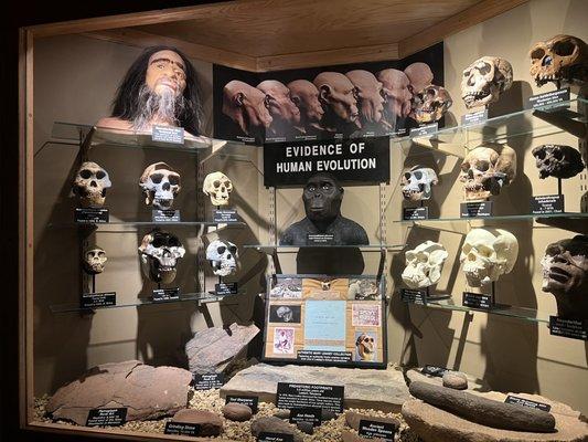 Human evolution display.