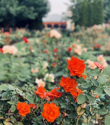 Field of Roses