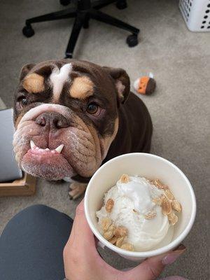 Coconut ice cream and my cute dog :)