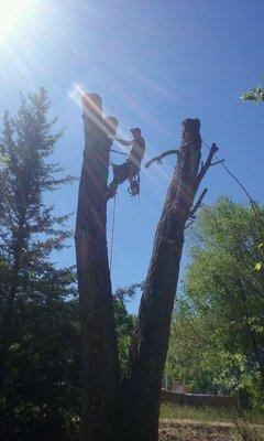 Albuquerque Tree Care