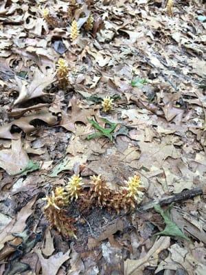 Weird looking plant we happened across