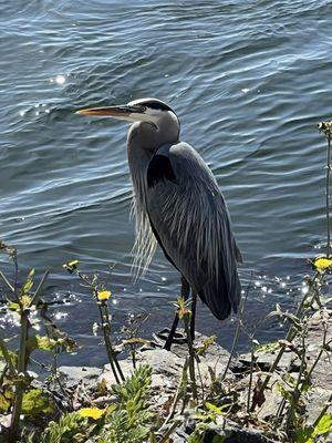 Cool birds