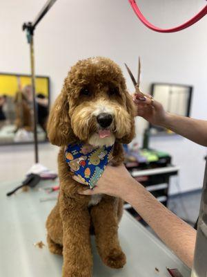 Well Groomed Pets Summerlin