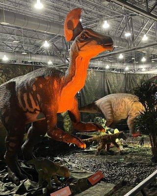 One of the Dino Displays