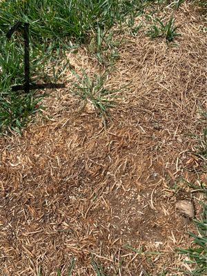 NO-re-seeding and hardly aerated my lawn. 3 different spots for proof.