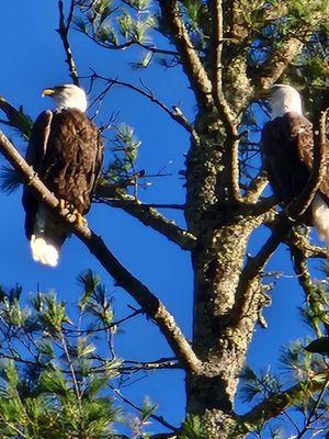 Close up of Eagles along trail