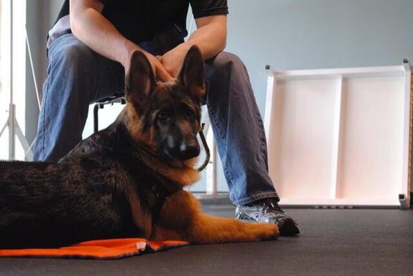 Hunter in Puppy Obedience 2! Both he and his dad were focusing on Cheryl's instructions! What good boys ;)!