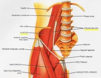 A simple series of hip assessments and manual balancing techniques will have you standing, walking, and living with less back and hip pain.