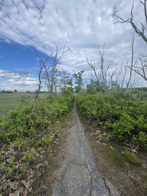 Short nature trail at the campground