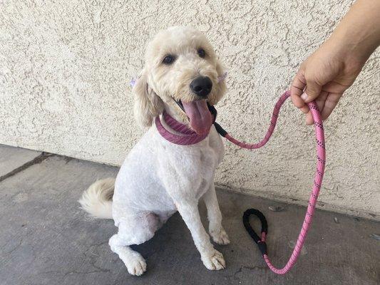 After her first grooming session !