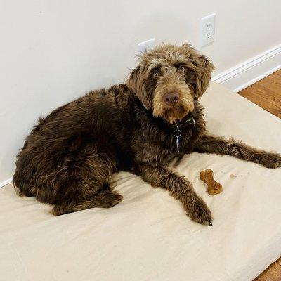 Maggie loved her dog treat from Great Bagel!