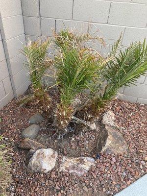 Before: Sad palm -  surrounded by old, sharp rocks. Not puppy friendly nor esthetically pleasing.