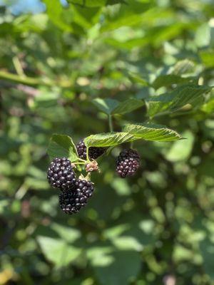 Blackberries today !