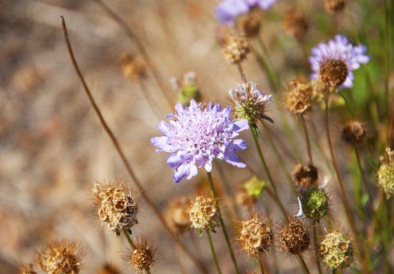 Benicia State Recreation Area