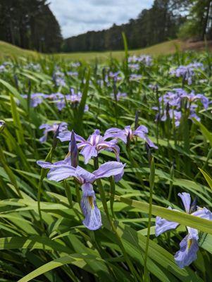 Pretty purple flowers on 12th hole, near green. Saturday, April 20, 2024.