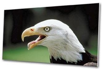 We offer a wide variety of print mounting options, including foam core, Gatorfaom, styrene and our Gallery Print Mount.