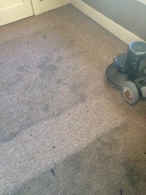 Using rotary extraction offers a deeper clean. Truck mount carpet cleaning helps reduce allergens.