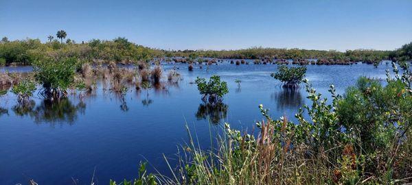 Ten Thousand Islands National Wildlife Refuge Marsh Trail