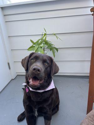 Happy groomed puppy