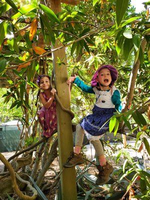 Tree climbing