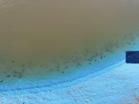 Nasty water features. Tadpoles growing in all of them with garbage floating in them as well