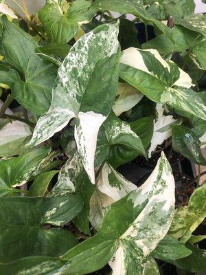 Syngonium Podophyllum Albo Variegata