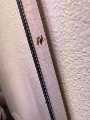 Bug in bathroom