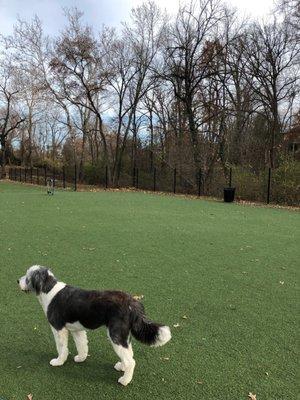 Side view of fence with cute dog for bonus