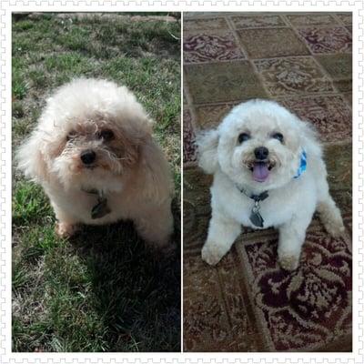 Kobe before and after pics - The Gaye Poodle