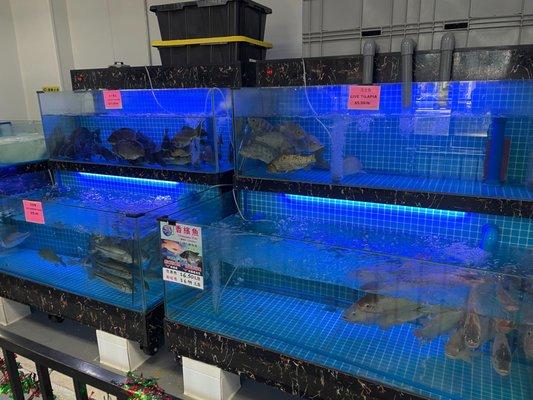 Healthy live fish. Some harder to find varieties.