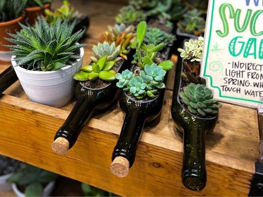 Plants in north one bottles