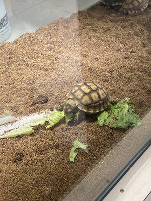 Awesome little turtles grow up to be 130 pounds or bigger!