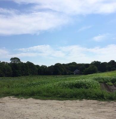 Cape Cod Organic Farm