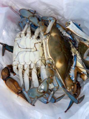 Live blue crabs a little stunned from being on ice