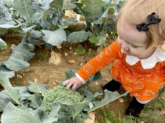 First "wild" broccoli