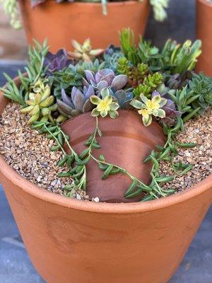 COOL ARRANGED SUCCULENTS