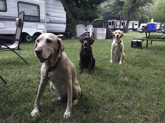 My 3 labby babies from Carol