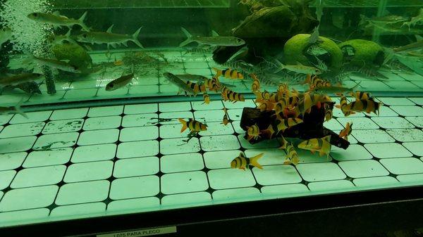 Clown loaches