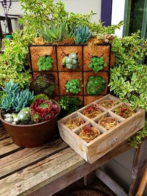 Savvy Succulents...