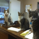 Faithful Friends Pet Cemetery - Office Greeters!