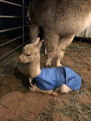 Brand new baby born on Sunday evening on 1/7/2018!