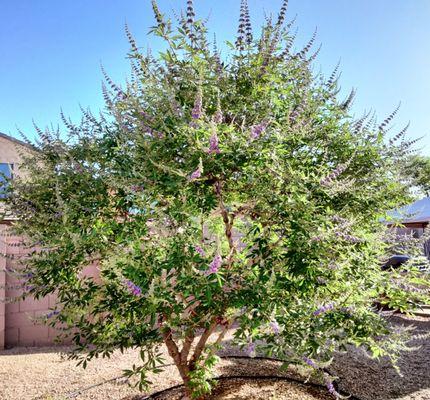 Chaste vitex is now growing and blooming beautifully