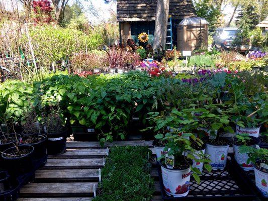 Brambleberries, grapes, herbs, and flowers