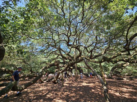 Angel Oak