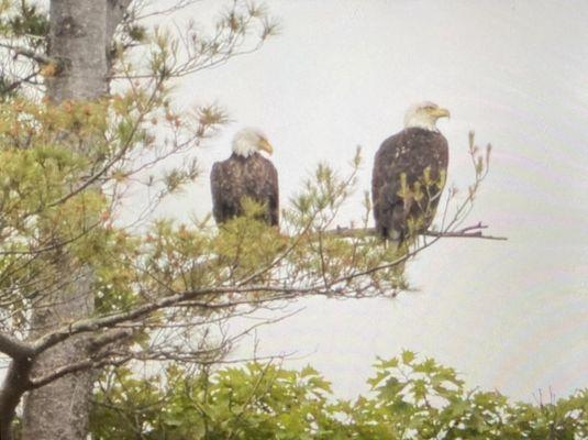 Eagles with 200mm zoom lens. This is a picture of my Nikon camera display.