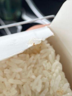 There were a few bugs in my rice.