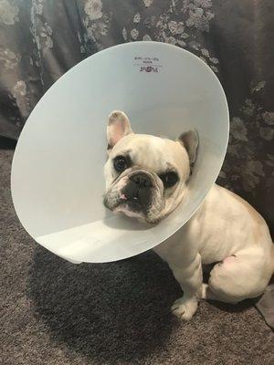 Cone of shame after his neuter