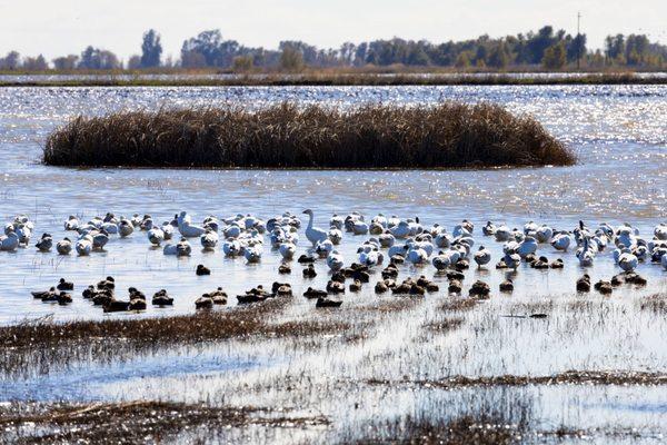 Tons of Snow Geese and I couldn't figure out what the darker birds were