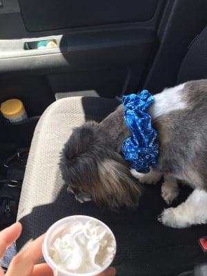 He's enjoying the hard treat ready for his favorite part of the dog treat they give to pups in the drive through.